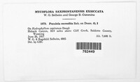 Puccinia recondita image
